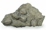 Plate of Brachiopod & Blastoid (Pentremites) Fossils - Oklahoma #270103-1